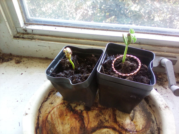 Plant Vitality Experiment